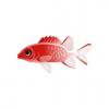 Scarlet Soldierfish