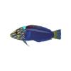Aqua Wrasse
