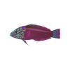 Colorful Wrasse