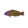 Ooze Wrasse