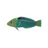 Teal Wrasse