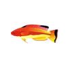 Fairy Wrasse