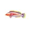 Labouts Fairy Wrasse