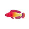 Red Velvet Fairy Wrasse