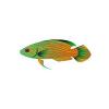 Prairie Fairy Wrasse