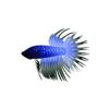 Blue Midnight Betta