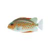 Orangeplotched Rabbitfish