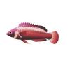 Red Solon Fairy Wrasse