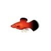 Red Wag Platy