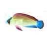 Aqua Tail Dottyback