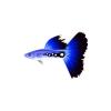 Blue Stream Guppy