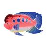 Five Spot Flowerhorn Cichlid