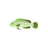 Green Artex Fairy Wrasse