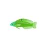 Green Lined Dottyback