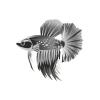 Grey Scale Betta