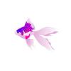 Hollywood Cerise Fantail Goldfish