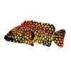 Honeycomb Grouper