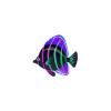 Lavender Akira Butterflyfish