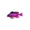 Magenta Basslet Fish