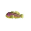 Magenta Ripple Clown Goby