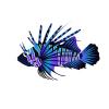 Midnight Bliss Lionfish