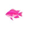 Pink Damselfish