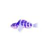 Purple Hawkfish