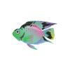 Vibrant Parrot Cichlid