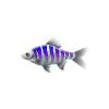 Violet Glass Stripe Fish