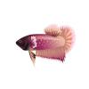 Violet Plakat Betta