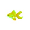 Yellow Fantail Goldfish