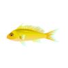 Yellow Resplendent Anthias