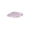 Albino Striped Cichlid