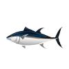 Bluefin Tuna