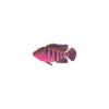 Candy Pink Mayan Cichlid