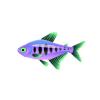 Purple Ladder Tetra