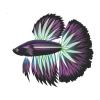 Purple Radiant Betta