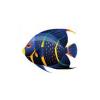 Rainbow French Angelfish