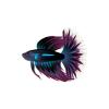 Shadow Betta