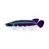 Vibrant Scale Arowana