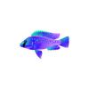 Violet Calliptera Cichlid