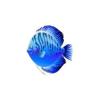 Azure Discus