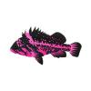 Hot Pink Rockfish