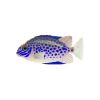 Bluesplotch Rabbitfish