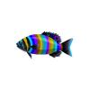 Chamoisee Stripe fish