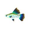 Medium Sixlet Hi-fin Platy