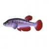 Red Fin Bitteri Killifish