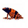 Orange Dart Frog