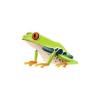 Red-Eyed Tree Frog