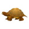 Blandings Turtle